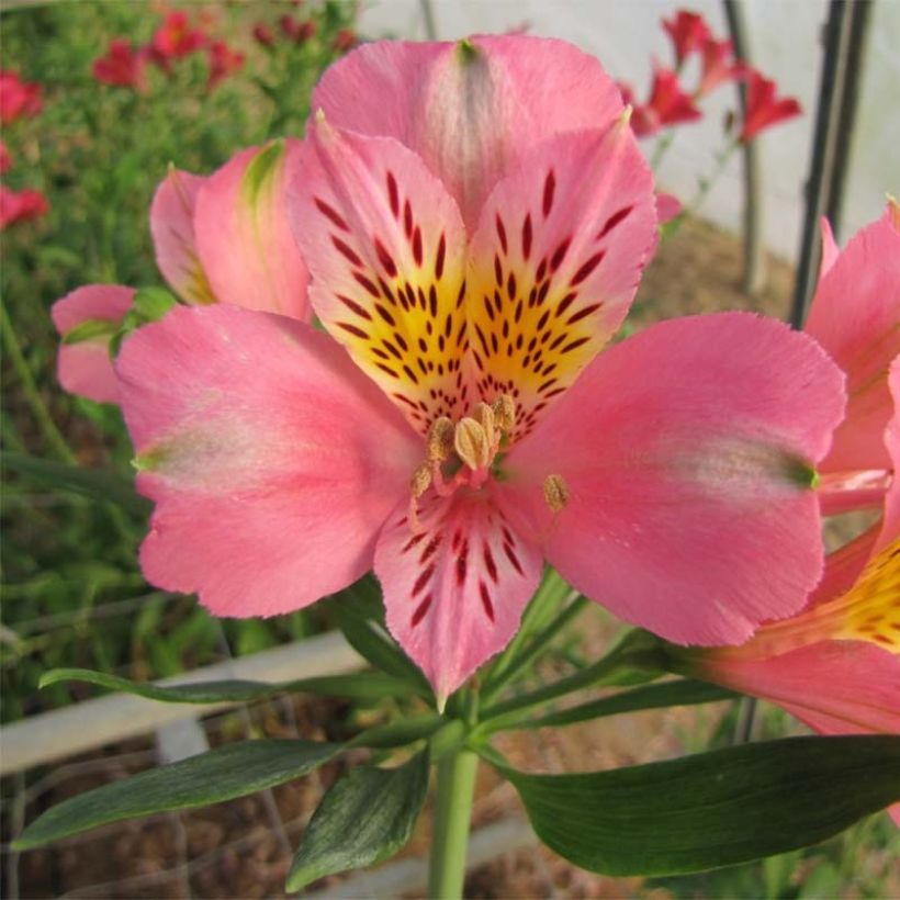 Alstroemeria Duc d'Anjou Pierre - Inkalilie (Flowering)