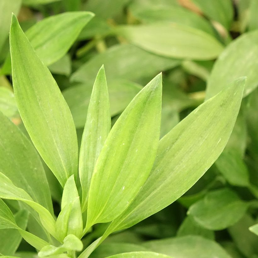Alstroemeria Duc d'Anjou Pierre - Inkalilie (Foliage)