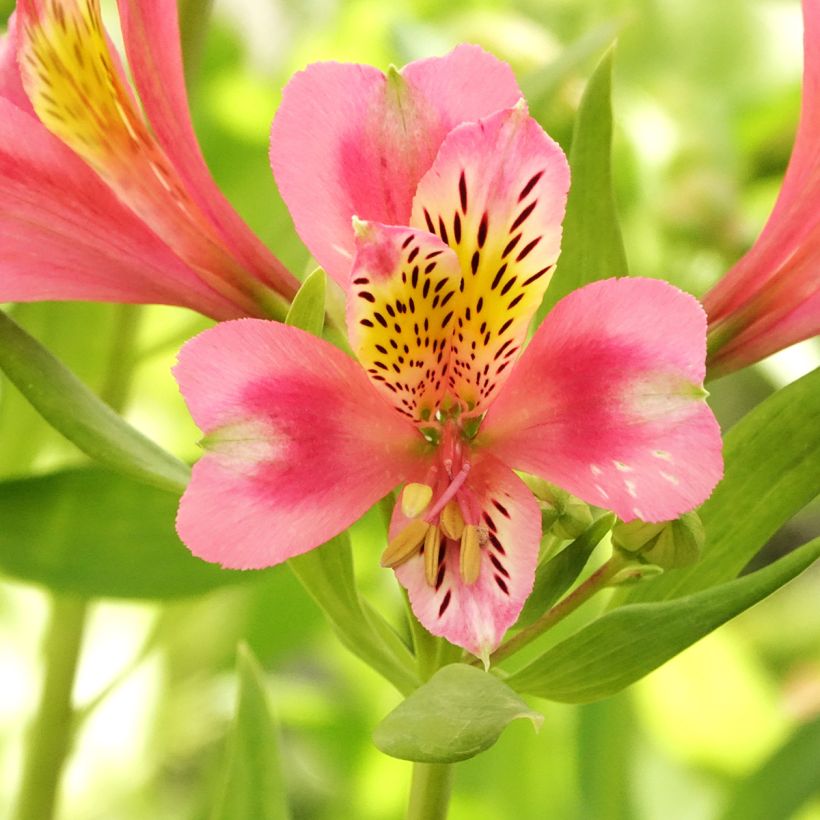 Alstroemeria Duc d'Anjou Pierre - Inkalilie (Blüte)