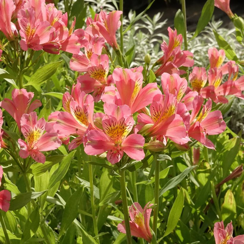 Alstroemeria Duc d'Anjou Pierre - Inkalilie (Wuchs)