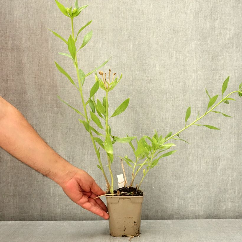 Exemplar von Alstroemeria Duc d'Anjou Pierre - Inkalilie Topf mit 1L/1,5L wie im Sommer geliefert