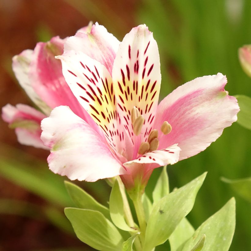 Alstroemeria Duc d'Anjou William - Inkalilie (Blüte)