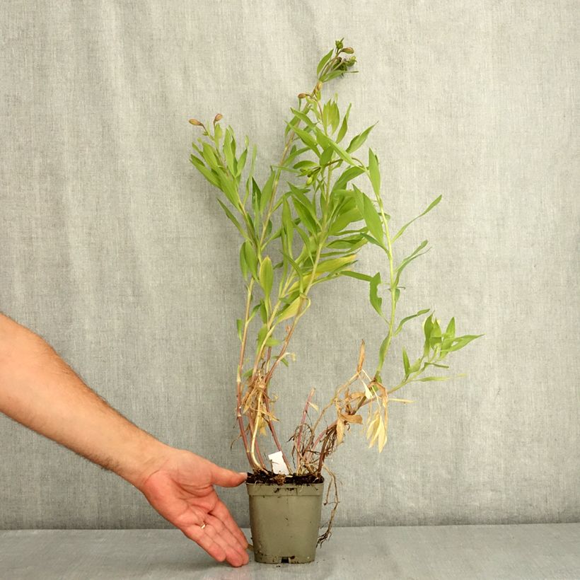 Exemplar von Alstroemeria Duc d'Anjou William - Inkalilie Topf mit 1L/1,5L wie im Sommer geliefert