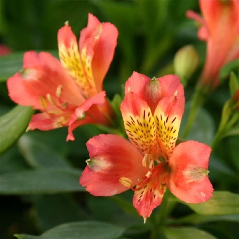 Alstroemeria Duchesses Aliénor - Inkalilie (Flowering)