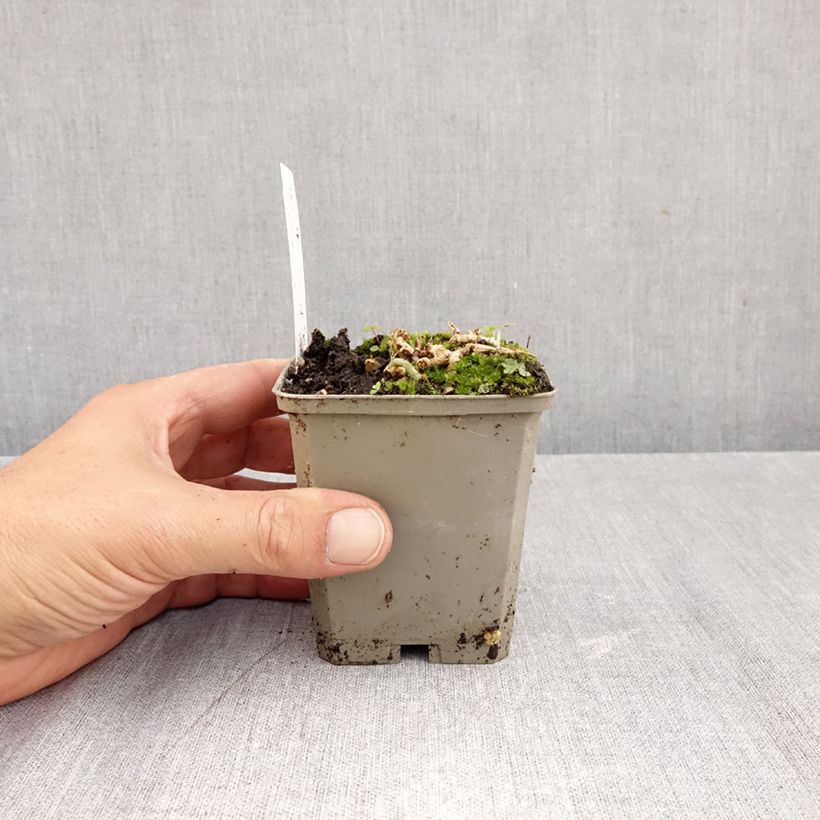 Exemplar von Alstroemeria Duchesses Anne - Inkalilie Kleine Töpfe von 8/9 cm wie im Herbst geliefert