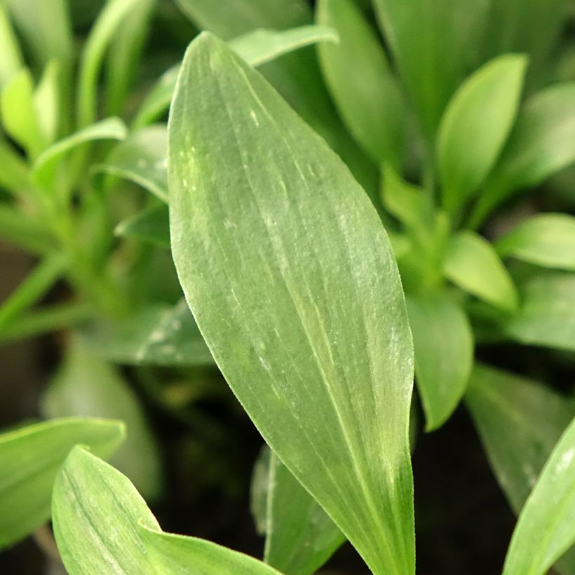 Alstroemeria Duchesses Anne - Inkalilie (Foliage)