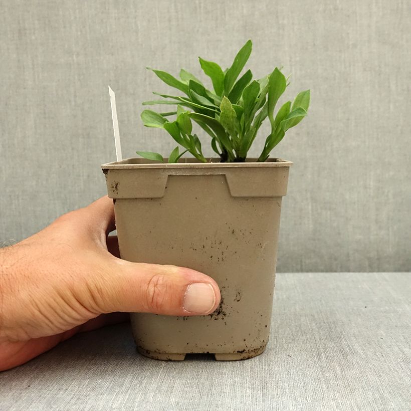 Exemplar von Alstroemeria Duchesses Anne - Inkalilie Topf mit 1L/1,5L wie im Sommer geliefert