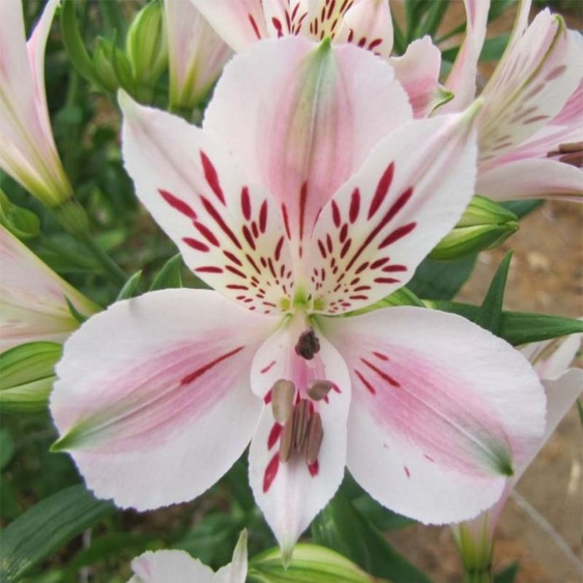 Alstroemeria Duchesses Béatrice - Inkalilie (Flowering)