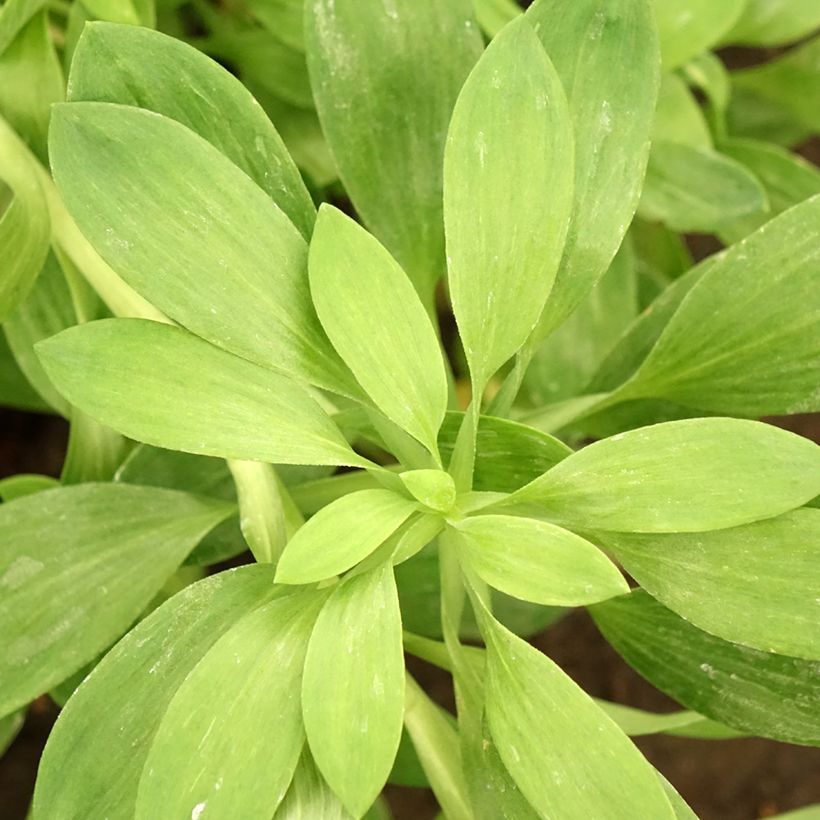 Alstroemeria Duchesses Béatrice - Inkalilie (Foliage)
