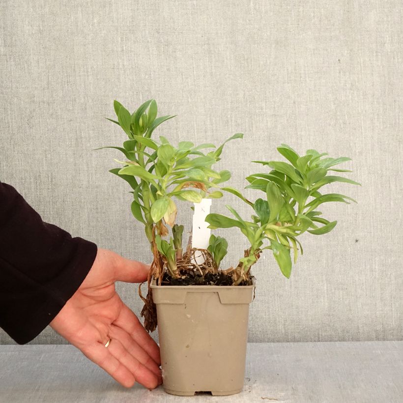 Exemplar von Alstroemeria Duchesses Béatrice - Inkalilie Topf mit 1L/1,5L wie im Frühjahr geliefert