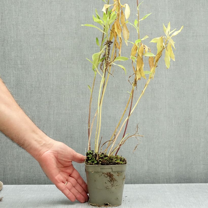 Exemplar von Alstroemeria Duchesses d'Anjou Valentine - Inkalilie Topf mit 1L/1,5L wie im Herbst geliefert