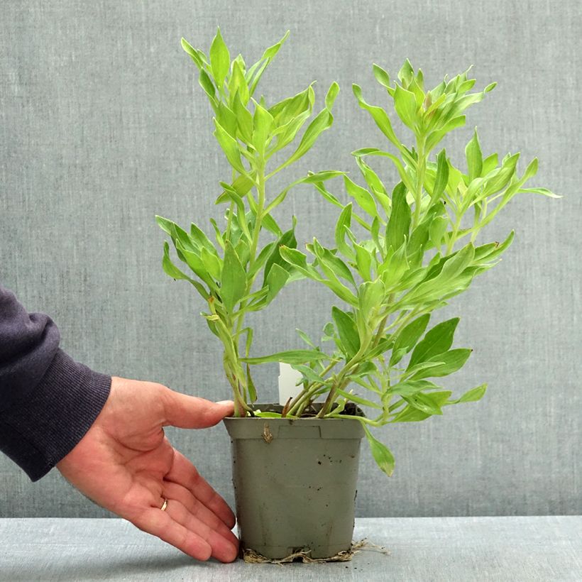Exemplar von Alstroemeria Duchesses d'Anjou Valentine - Inkalilie Topf mit 1L/1,5L wie im Sommer geliefert
