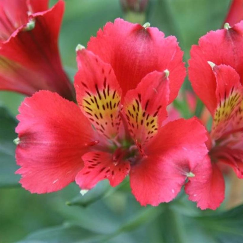 Alstroemeria Duchesses Diane - Inkalilie (Flowering)