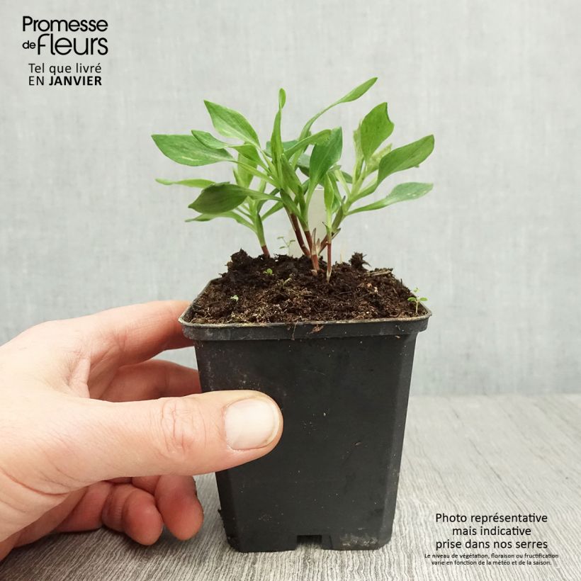 Exemplar von Alstroemeria Duchesses Diane - Inkalilie Kleine Töpfe von 8/9 cm wie im Winter geliefert