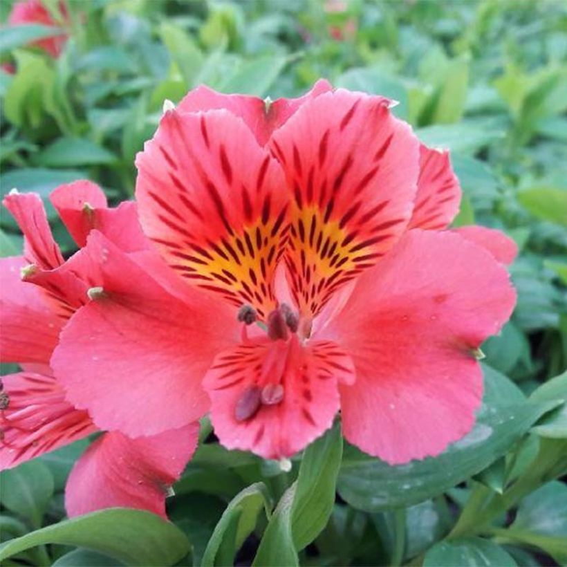 Alstroemeria Duchesse Elisabeth - Inkalilie (Flowering)