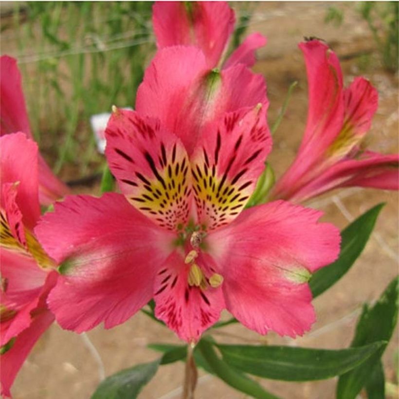 Alstroemeria Duchesses Isabelle - Inkalilie (Flowering)
