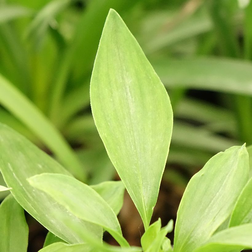 Alstroemeria Duchesses Isabelle - Inkalilie (Foliage)