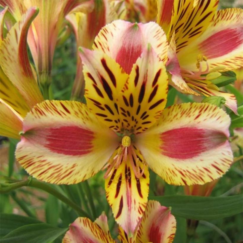 Alstroemeria Duchesses Marguerite - Inkalilie (Flowering)