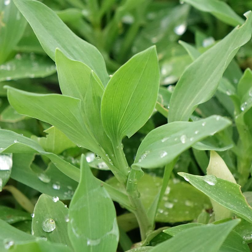 Alstroemeria Duchesses Marguerite - Inkalilie (Foliage)