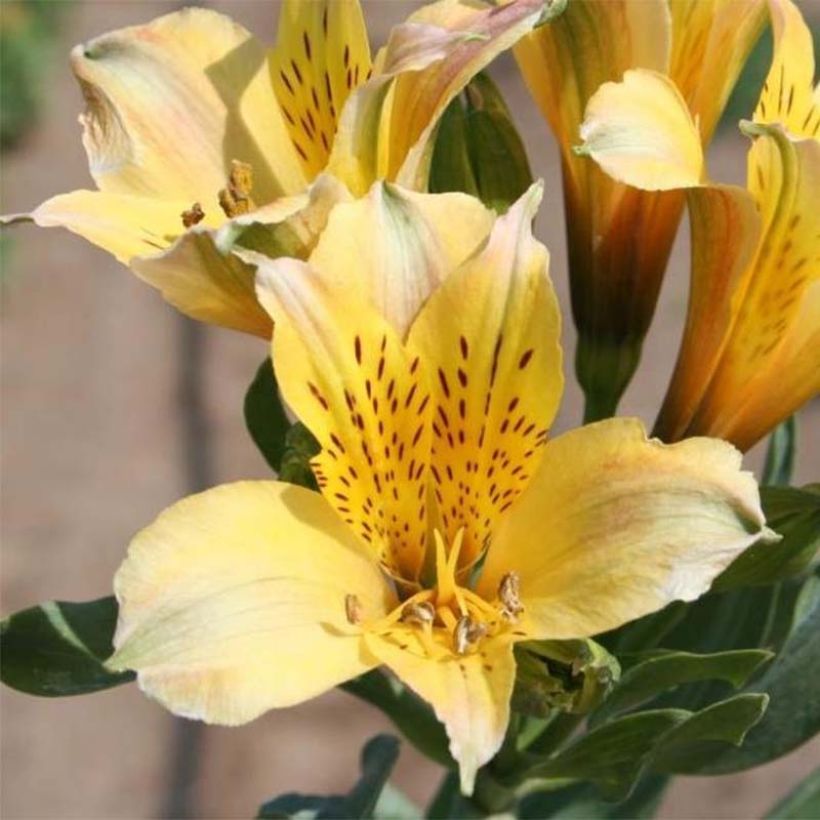 Alstroemeria Duchesse Marie - Inkalilie (Flowering)