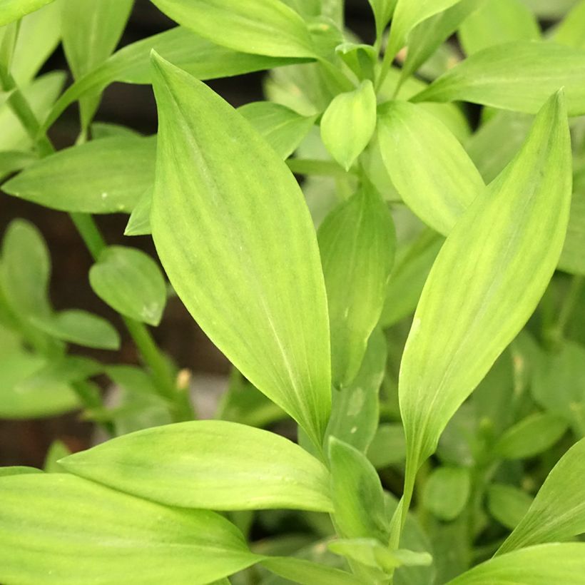 Alstroemeria Majestic Layon - Inkalilie (Foliage)