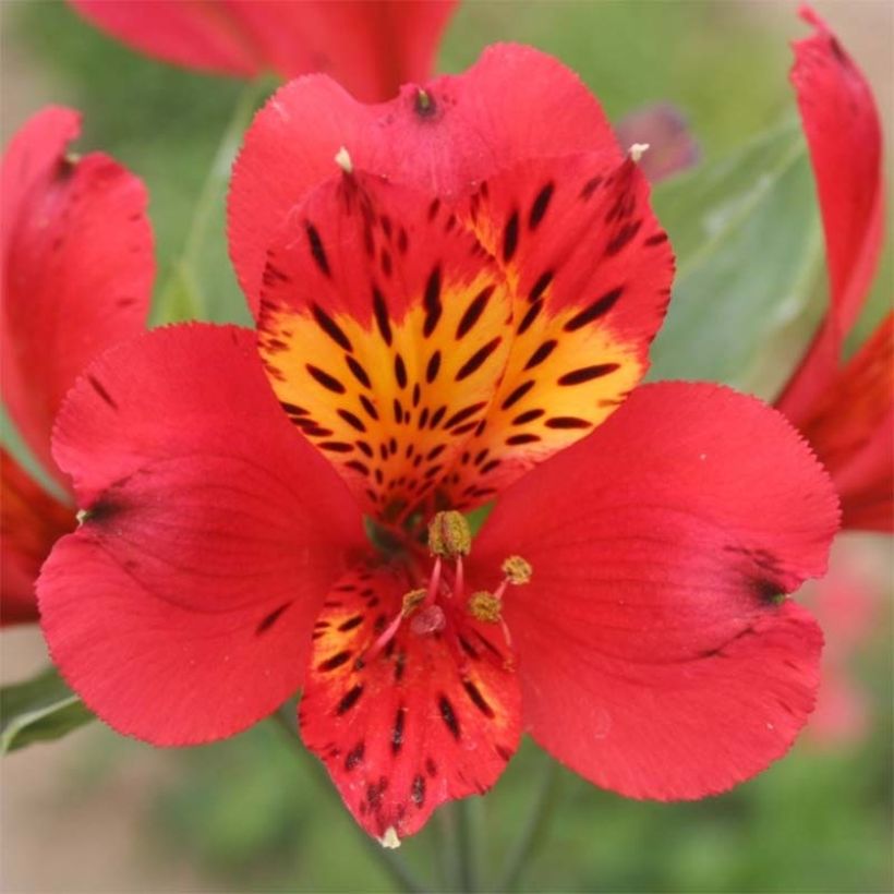 Alstroemeria Majestic Liré - Inkalilie (Flowering)