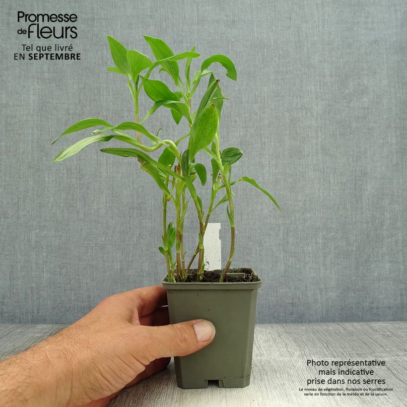 Exemplar von Alstroemeria Majestic Liré - Inkalilie Kleine Töpfe von 8/9 cm wie im Herbst geliefert