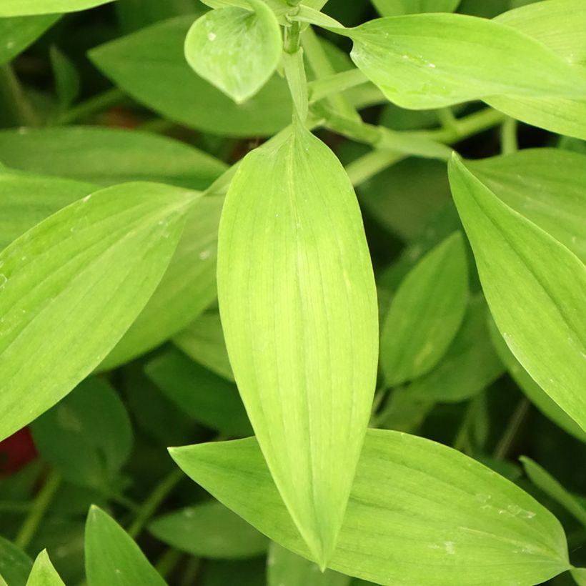 Alstroemeria Majestic Liré - Inkalilie (Foliage)