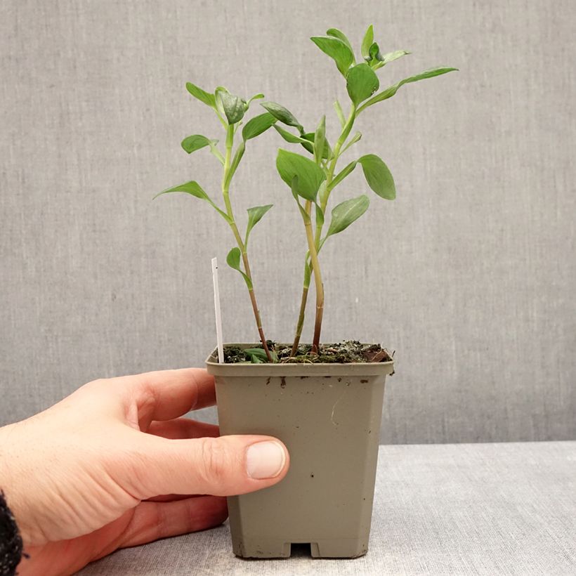 Exemplar von Alstroemeria Majestic Marcé - Inkalilie Kleine Töpfe von 8/9 cm wie im Winter geliefert