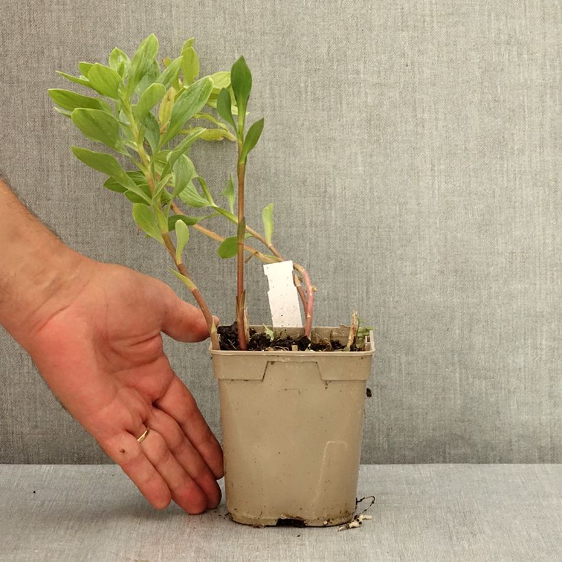 Exemplar von Alstroemeria Majestic Marcé - Inkalilie Topf mit 1L/1,5L wie im Sommer geliefert