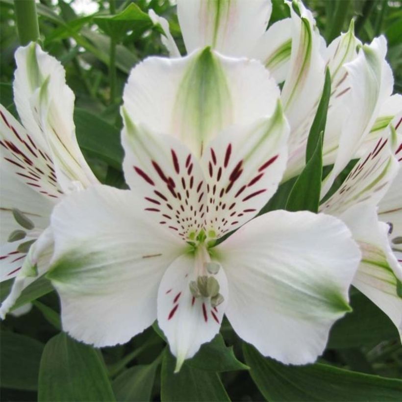 Alstroemeria Majestic Mazé - Inkalilie (Flowering)
