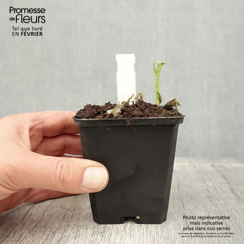 Exemplar von Alstroemeria Majestic Mazé - Inkalilie Kleine Töpfe von 8/9 cm wie im Winter geliefert