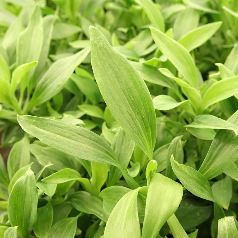Alstroemeria Majestic Mazé - Inkalilie (Foliage)