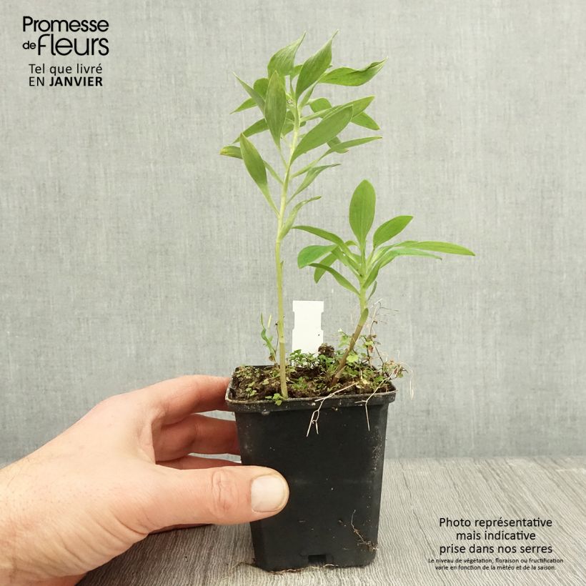 Exemplar von Alstroemeria Majestic Montsoreau - Inkalilie Kleine Töpfe von 8/9 cm wie im Winter geliefert