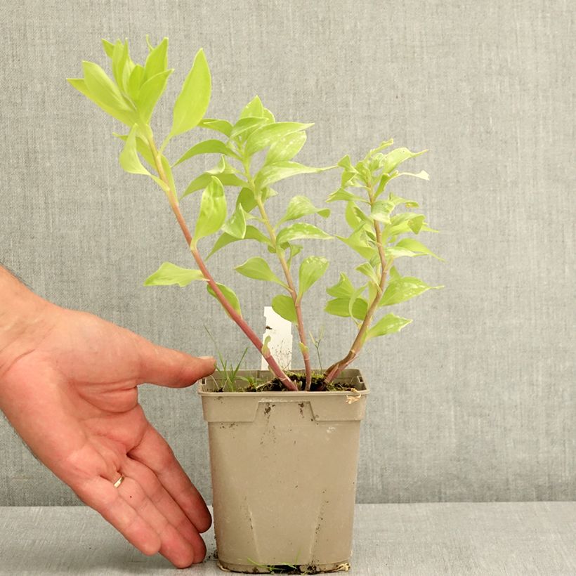 Exemplar von Alstroemeria Majestic Tiercé - Inkalilie Topf mit 1L/1,5L wie im Sommer geliefert