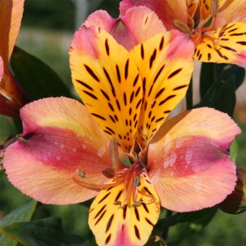 Alstroemeria Majestic Aubance - Inkalilie (Flowering)