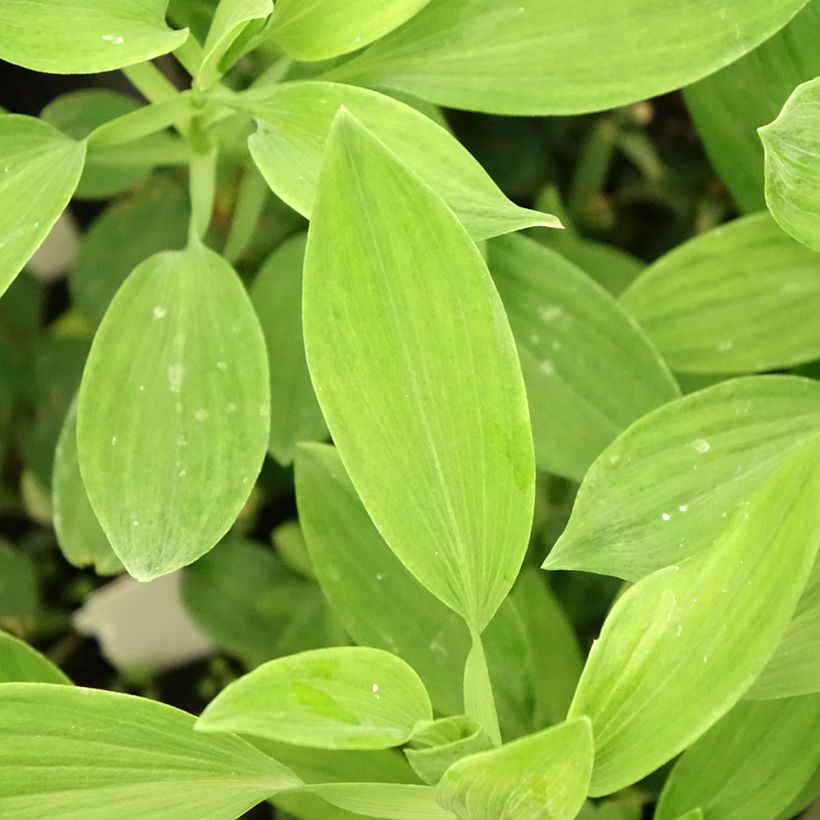 Alstroemeria Majestic Aubance - Inkalilie (Foliage)