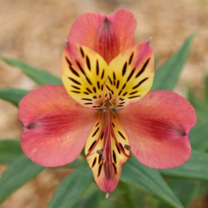 Alstroemeria Majestic Avrillé - Inkalilie (Flowering)