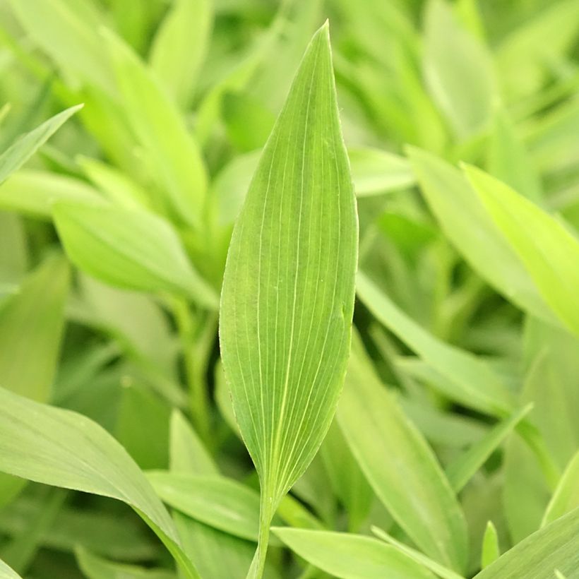 Alstroemeria Majestic Avrillé - Inkalilie (Foliage)