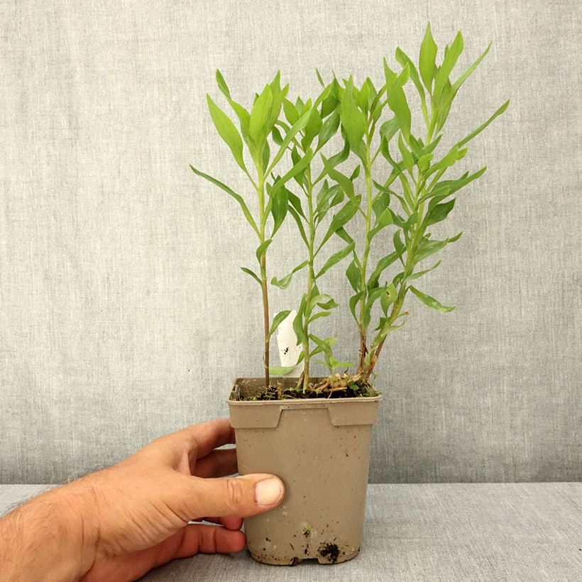 Exemplar von Alstroemeria Majestic Avrillé - Inkalilie Topf mit 1L/1,5L wie im Sommer geliefert