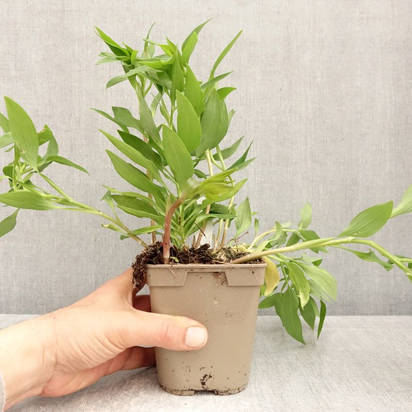 Exemplar von Alstroemeria Majestic Avrillé - Inkalilie Topf mit 1L/1,5L wie im Frühjahr geliefert