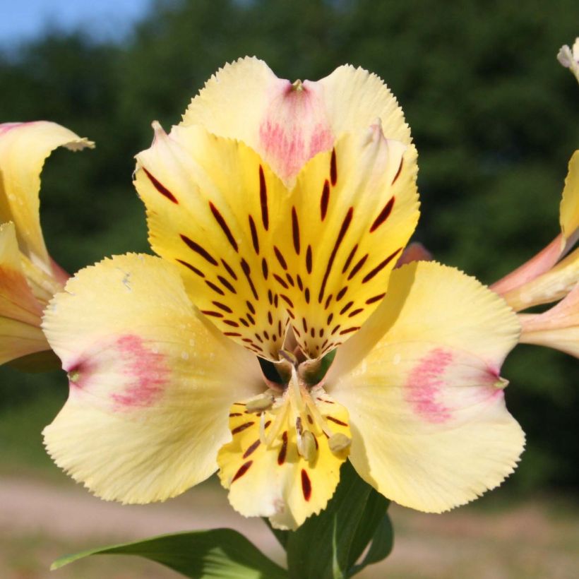 Alstroemeria Majestic Briançon - Inkalilie (Flowering)