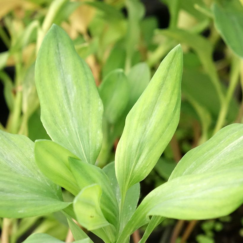 Alstroemeria Majestic Briançon - Inkalilie (Foliage)