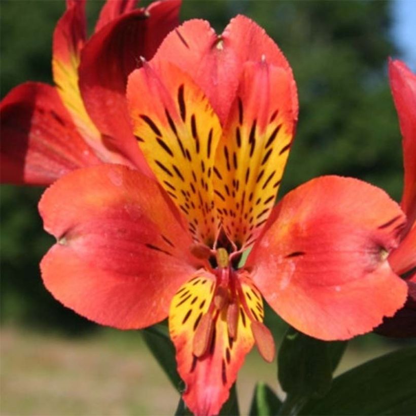 Alstroemeria Majestic Brissac - Inkalilie (Flowering)