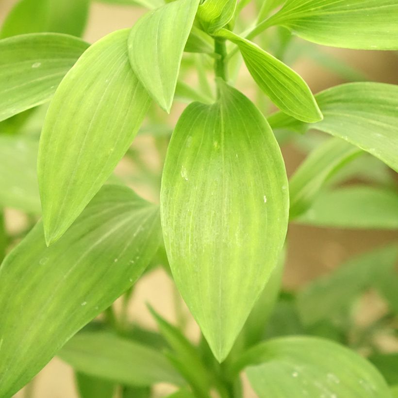 Alstroemeria Majestic Brissac - Inkalilie (Foliage)