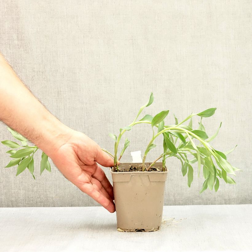 Exemplar von Alstroemeria Majestic Brissac - Inkalilie Topf mit 1L/1,5L wie im Sommer geliefert