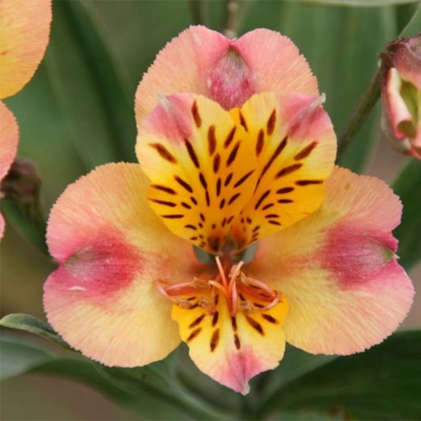 Alstroemeria Majestic Chartrené - Inkalilie (Flowering)