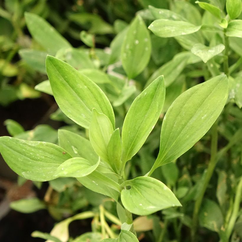 Alstroemeria Majestic Chartrené - Inkalilie (Foliage)