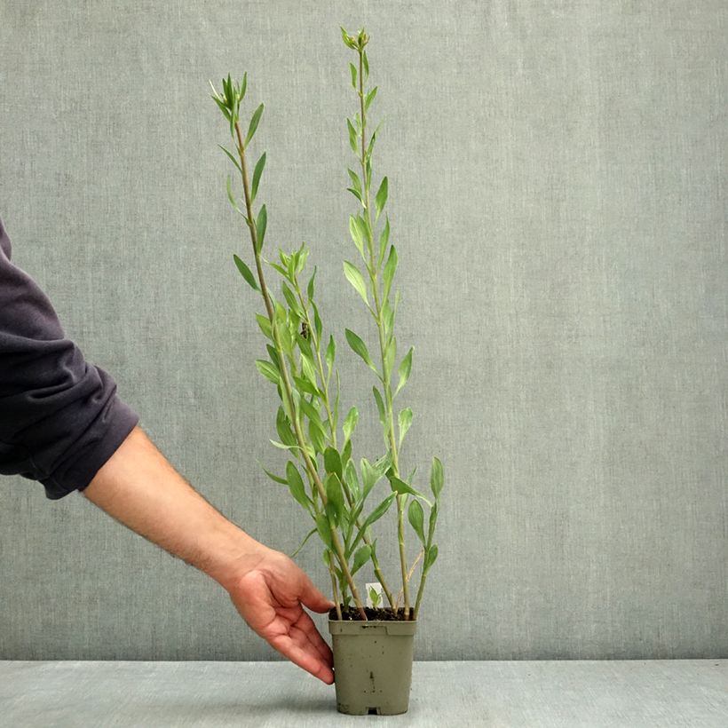 Exemplar von Alstroémère haute Majestics Chartrené Pot de 1L/1,5L wie im Sommer geliefert