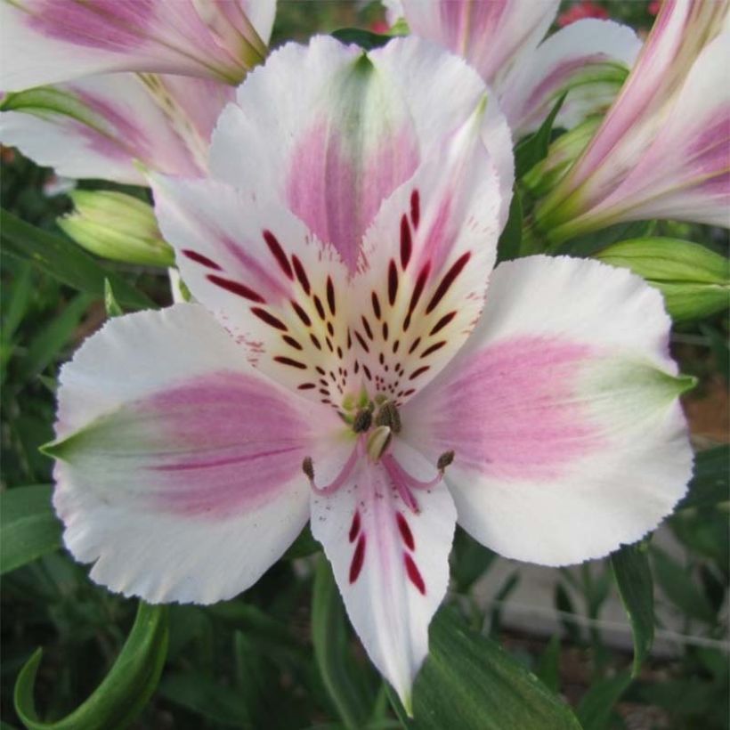 Alstroemeria Majestic Fougeré - Inkalilie (Flowering)